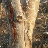 Zečevi su grizli koru jabuke: šta da se radi